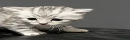 British Shorthair cats for sale: Adorable Silver Tabby Kittens 2 boys in Accrington - Advert 3