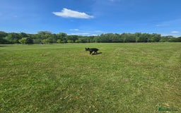 German Shepherd dogs for stud: PROVEN- BLACK-GERMAN SHEPHERD AVAILABLE FOR STUD in Walsall - Image 15