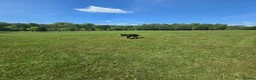 German Shepherd dogs for stud: PROVEN- BLACK-GERMAN SHEPHERD AVAILABLE FOR STUD in Walsall - Advert 17