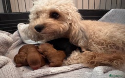 Cavapoo dogs for sale: Gorgeous F1b toy cavapoos - Image 3