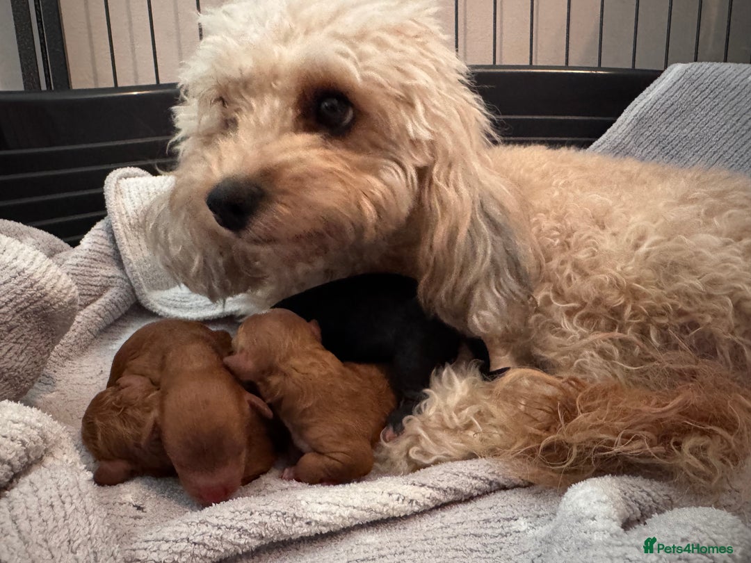 Cavapoo dogs for sale: Gorgeous F1b toy cavapoos - Image 3