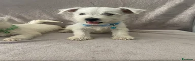 West Highland Terrier 2