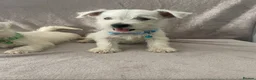 West Highland Terrier dogs for sale: Beautiful west highland terrier puppy’s  - Advert 17