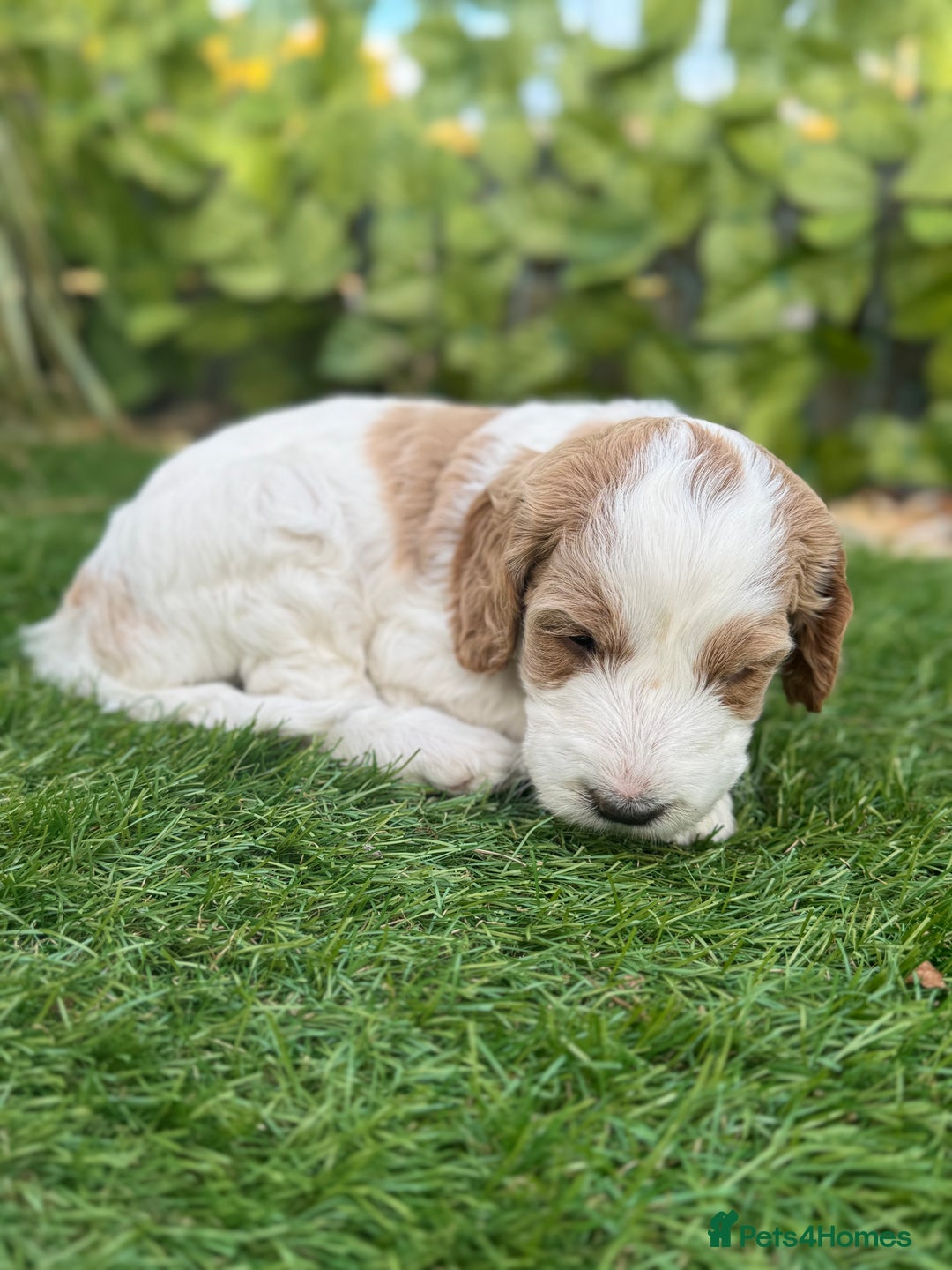Australian Labradoodle dogs for sale: Pure Multigen Australian Labradoodle Puppies - Image 7