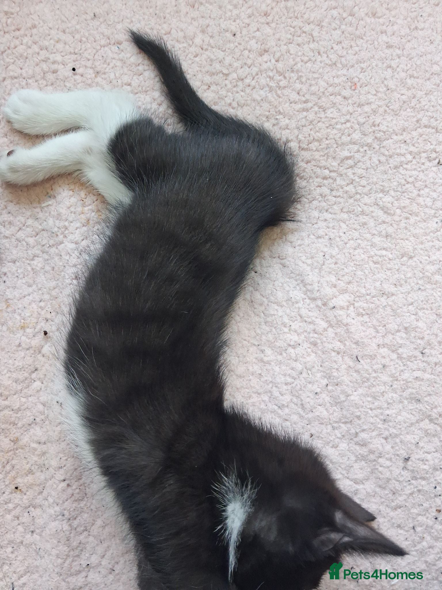 Mixed Breed cats Kittens 4 sale - Advert 11