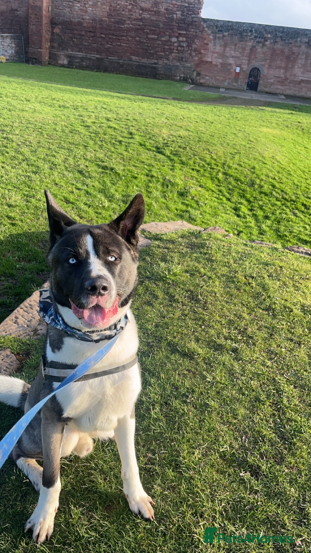 Huskita dogs for sale: 2 year old huskita - Image 9