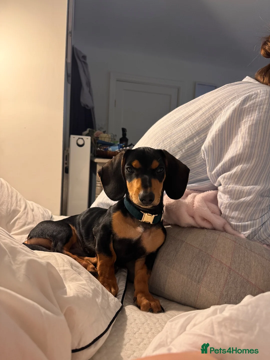 Dachshund dogs for sale: Beautiful dachshund 5 months.  in Leeds - Advert 7