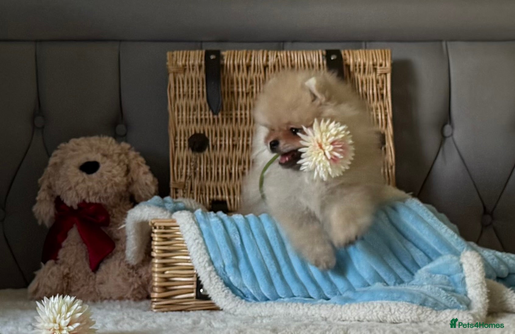 Pomeranian dogs for sale:  Rare colour Russian line Teddy Bear Pom Puppies ✨ - Advert 33