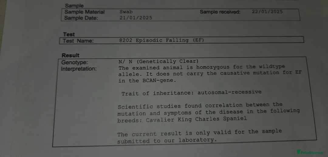 Cavalier King Charles Spaniel dogs for stud: Extensively health tested ruby STUD - Advert 19