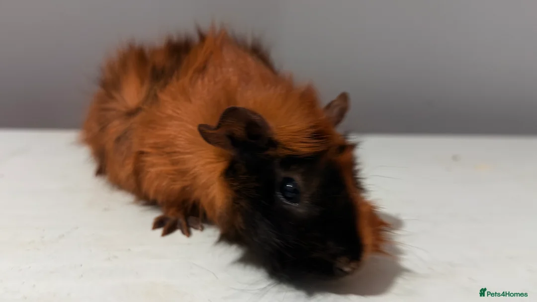 Guinea Pig rodents for sale: 3month old  - Advert 2