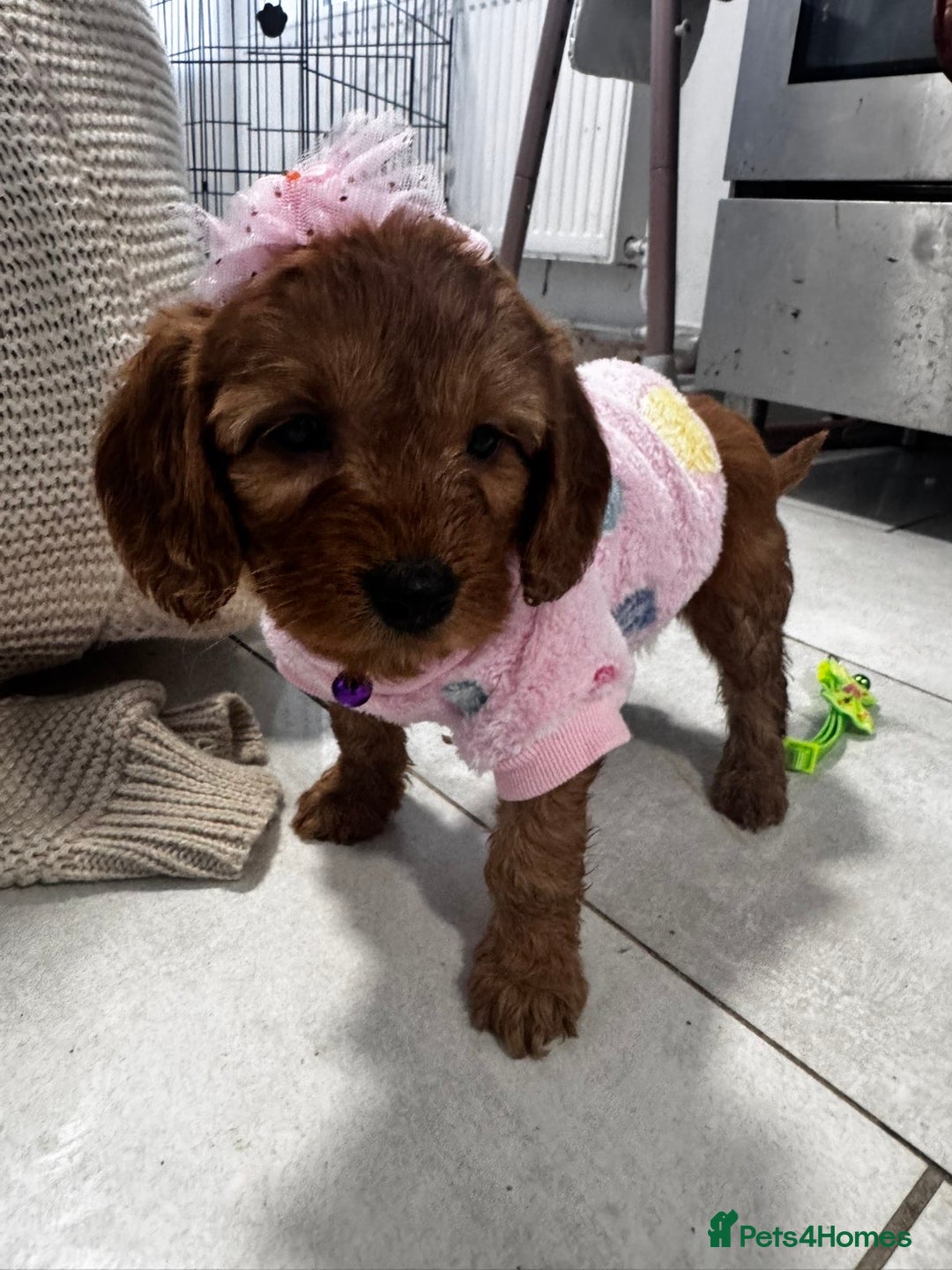 Cockapoo dogs for sale: 1 boy left beautiful teddy bears   - Image 22
