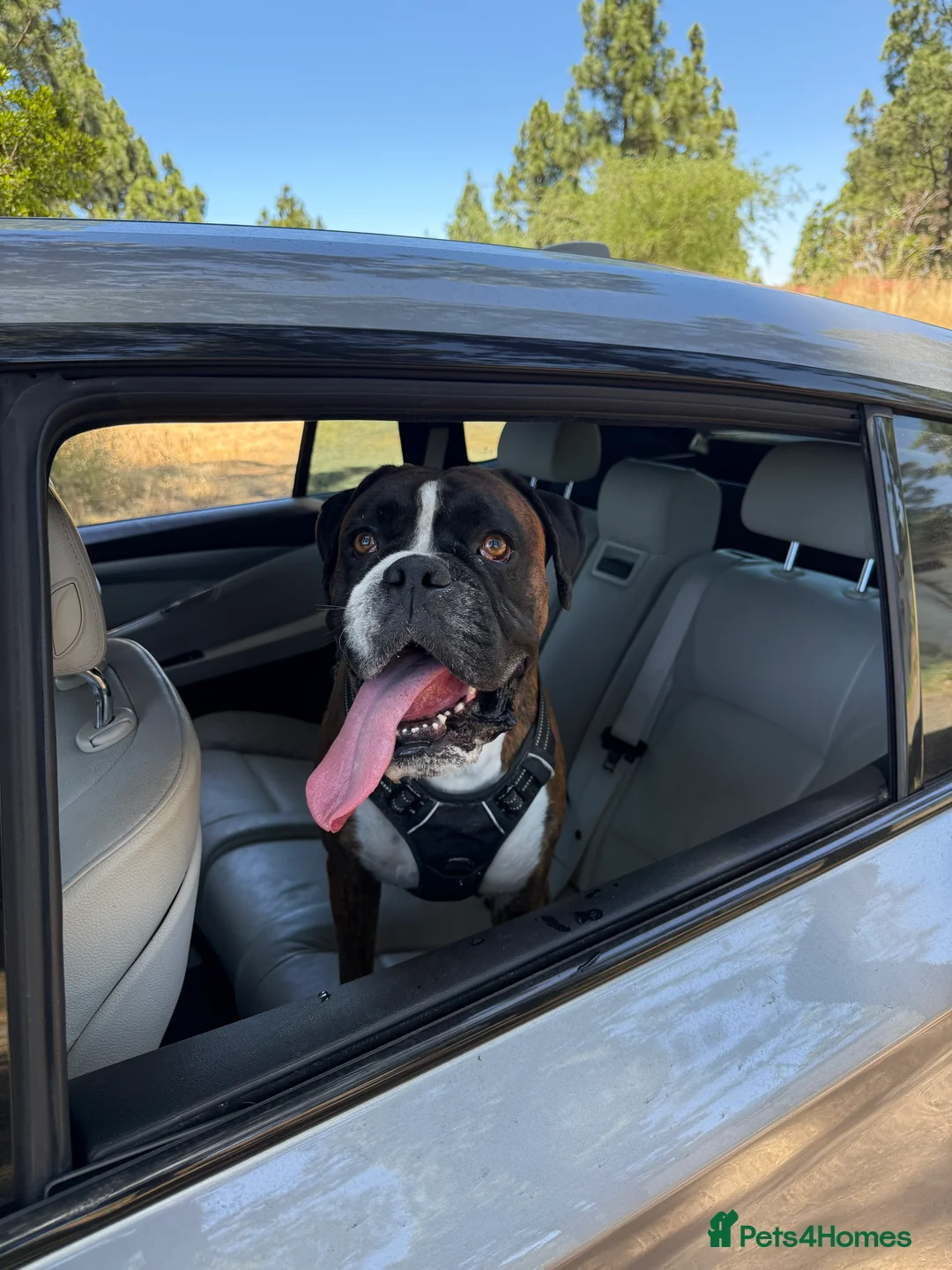 Boxer dogs for stud: Beautiful Brindle Boxer Stud Available - Advert 4