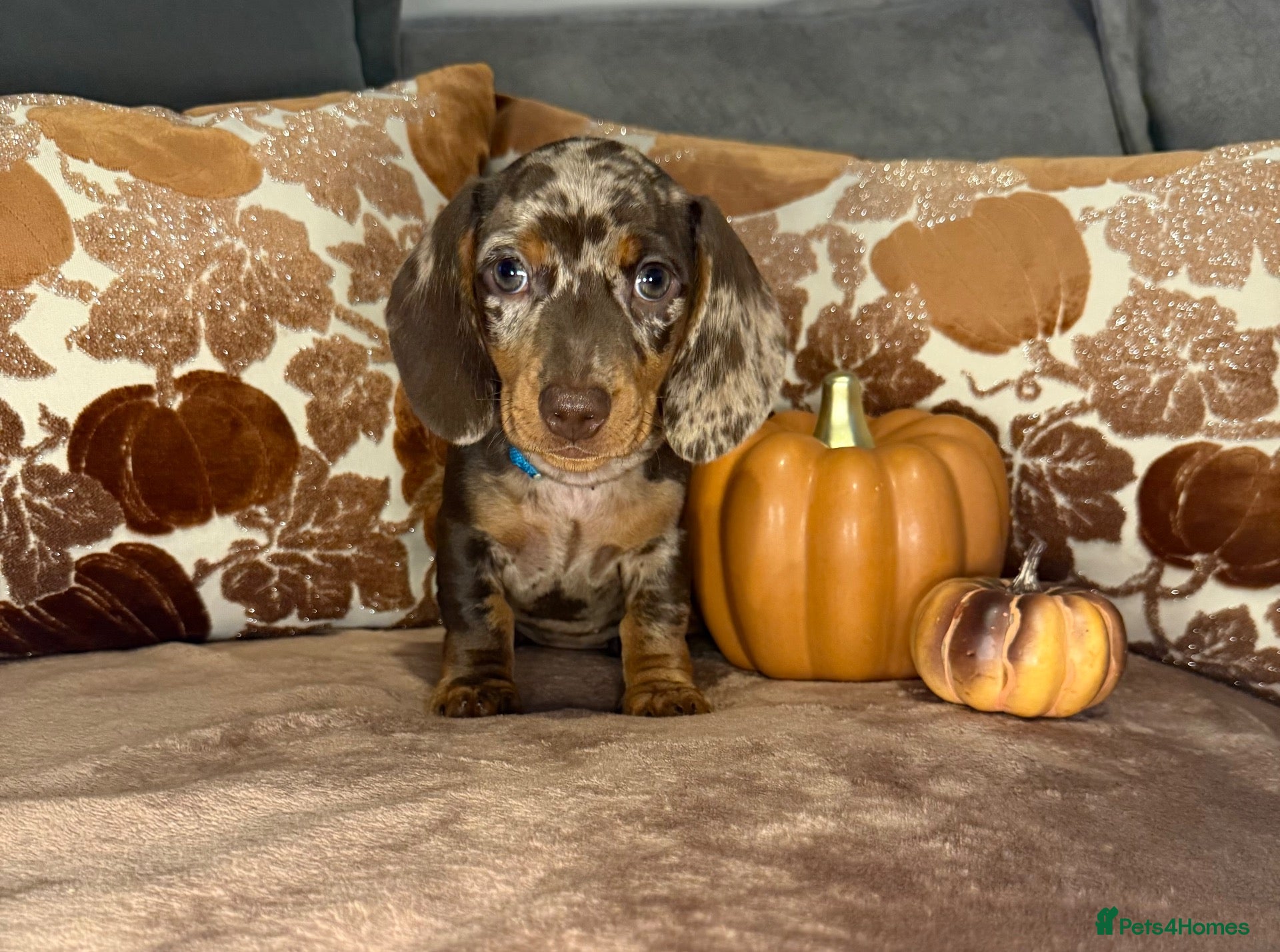 Miniature Dachshund dogs for sale: READY NOW🐾Miniature dachshund puppies - Advert 19