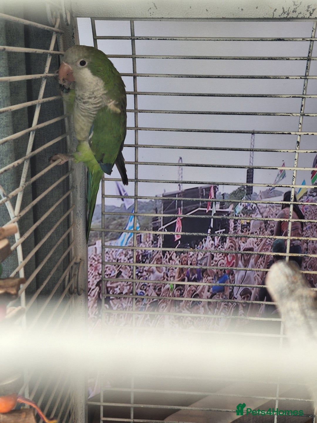 Parrots birds for sale: Quaker parrot for sale - Advert 6