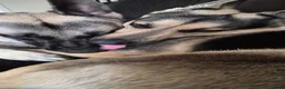 German Shepherd dogs for sale: East European Shepherd  in Porthmadog - Advert 5