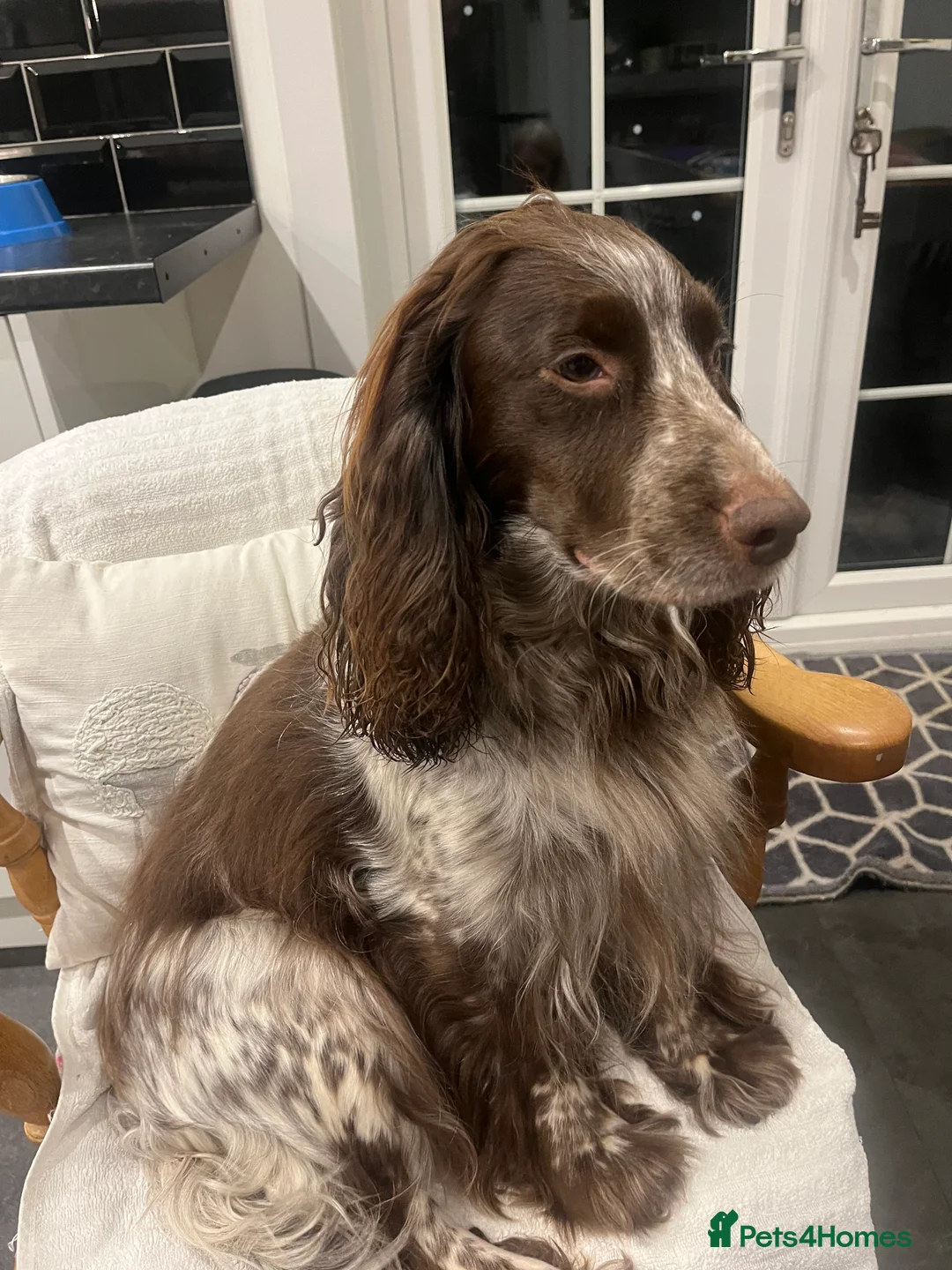 Cockapoo dogs for sale: Outstanding Cockapoo Puppies in Crieff - Advert 2