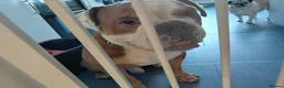 English Bulldog dogs for sale: English bulldog in Halstead - Advert 1