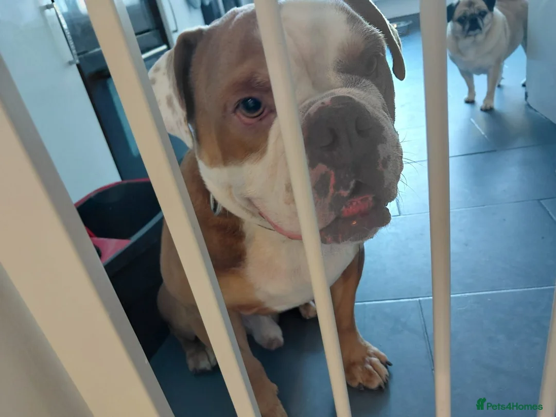 English Bulldog dogs for sale: English bulldog in Halstead - Advert 1