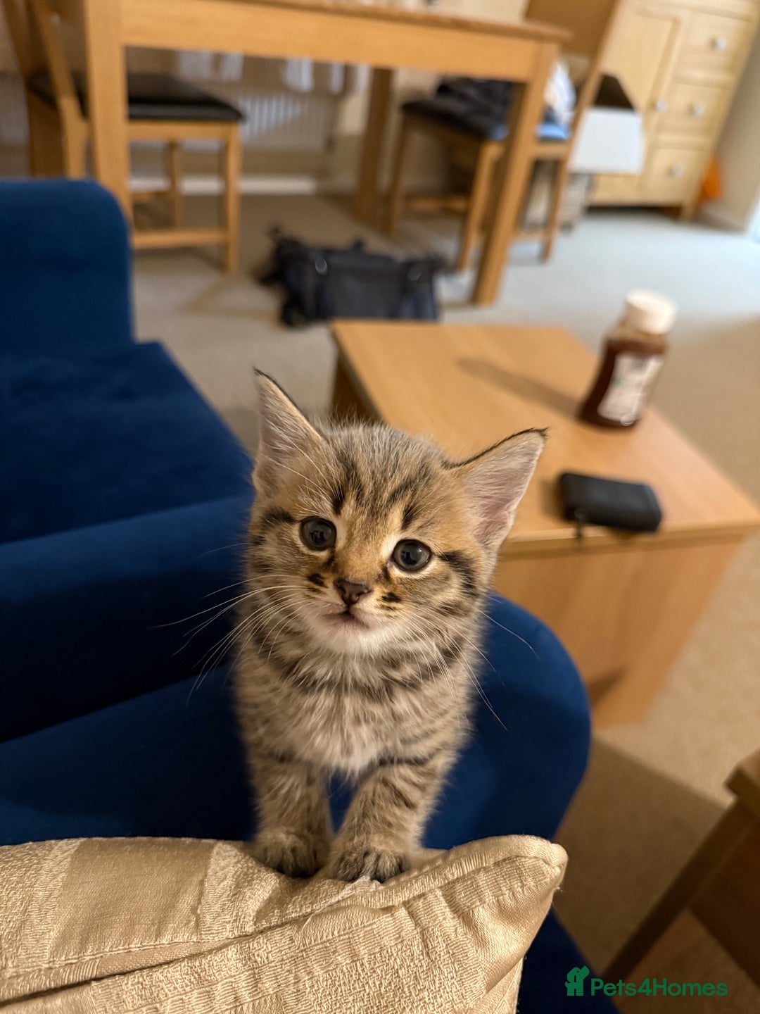Domestic Shorthair cats for sale: Adorable, playful kitties ready for their homes - Image 10