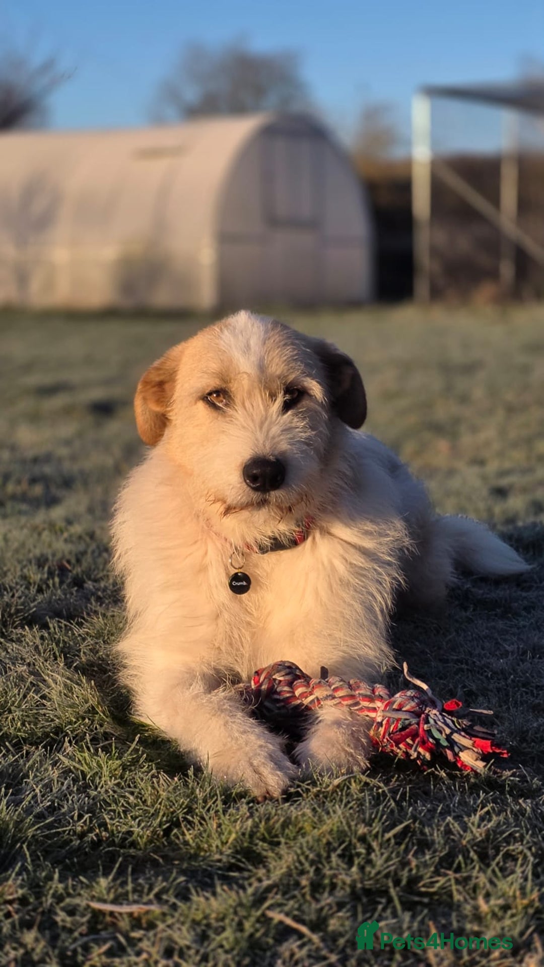 Mixed Breed dogs for adoption: Hershey & Harley 💙 still Waiting - Advert 19