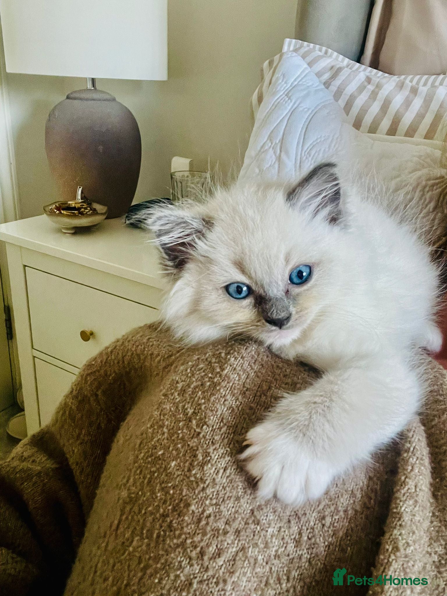 Ragdoll cats Pure ragdoll kittens  - Advert 1