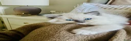 Ragdoll cats for sale: Pure ragdoll kittens  in Enfield - Advert 1