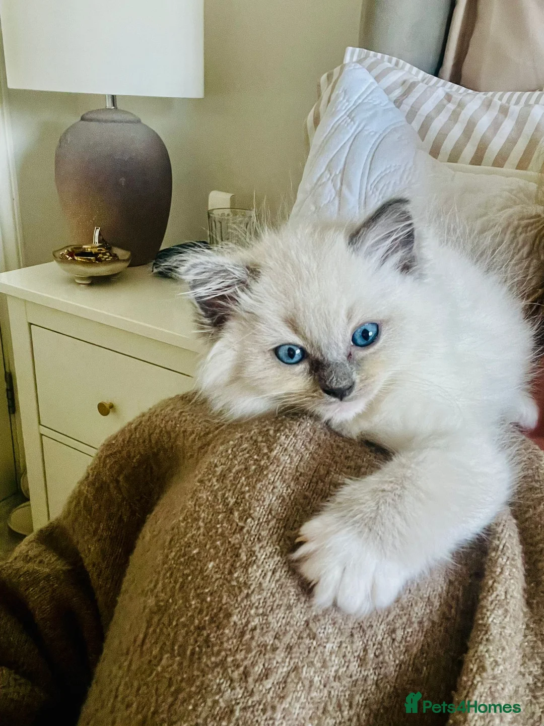 Ragdoll cats for sale: Pure ragdoll kittens  in Enfield - Advert 1