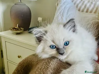 Ragdoll cats Pure ragdoll kittens - Advert 4