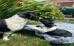 Jack Russell dogs for sale: 5 Available: Jack Russell Puppies. 2 Girls, 3 Boys - Image 28