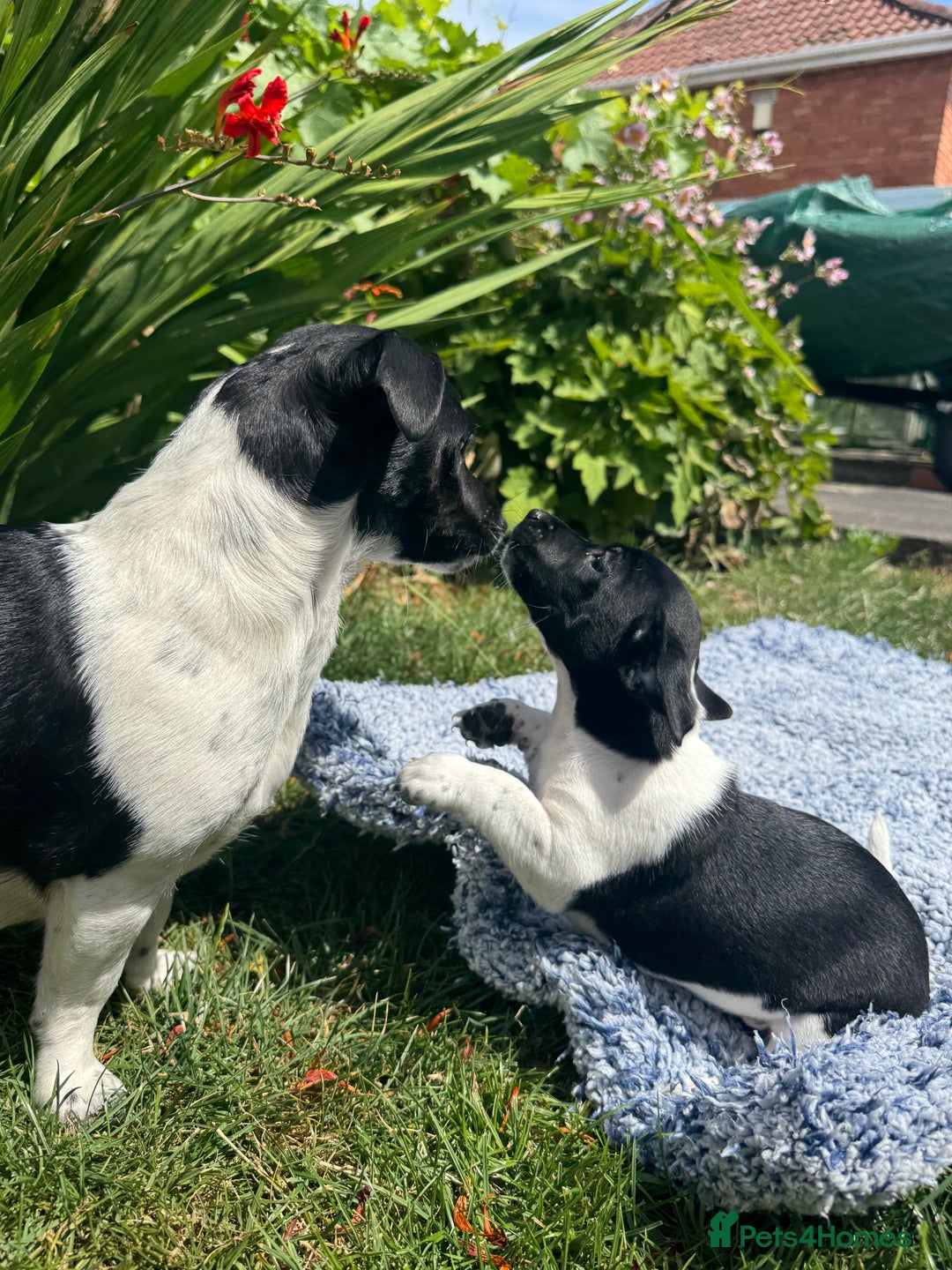Jack Russell dogs for sale: 5 Available: Jack Russell Puppies. 2 Girls, 3 Boys - Image 28
