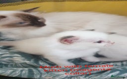 Ragdoll cats for sale: GCCF Chocolate Point with White Bi-color kittensur - Image 12