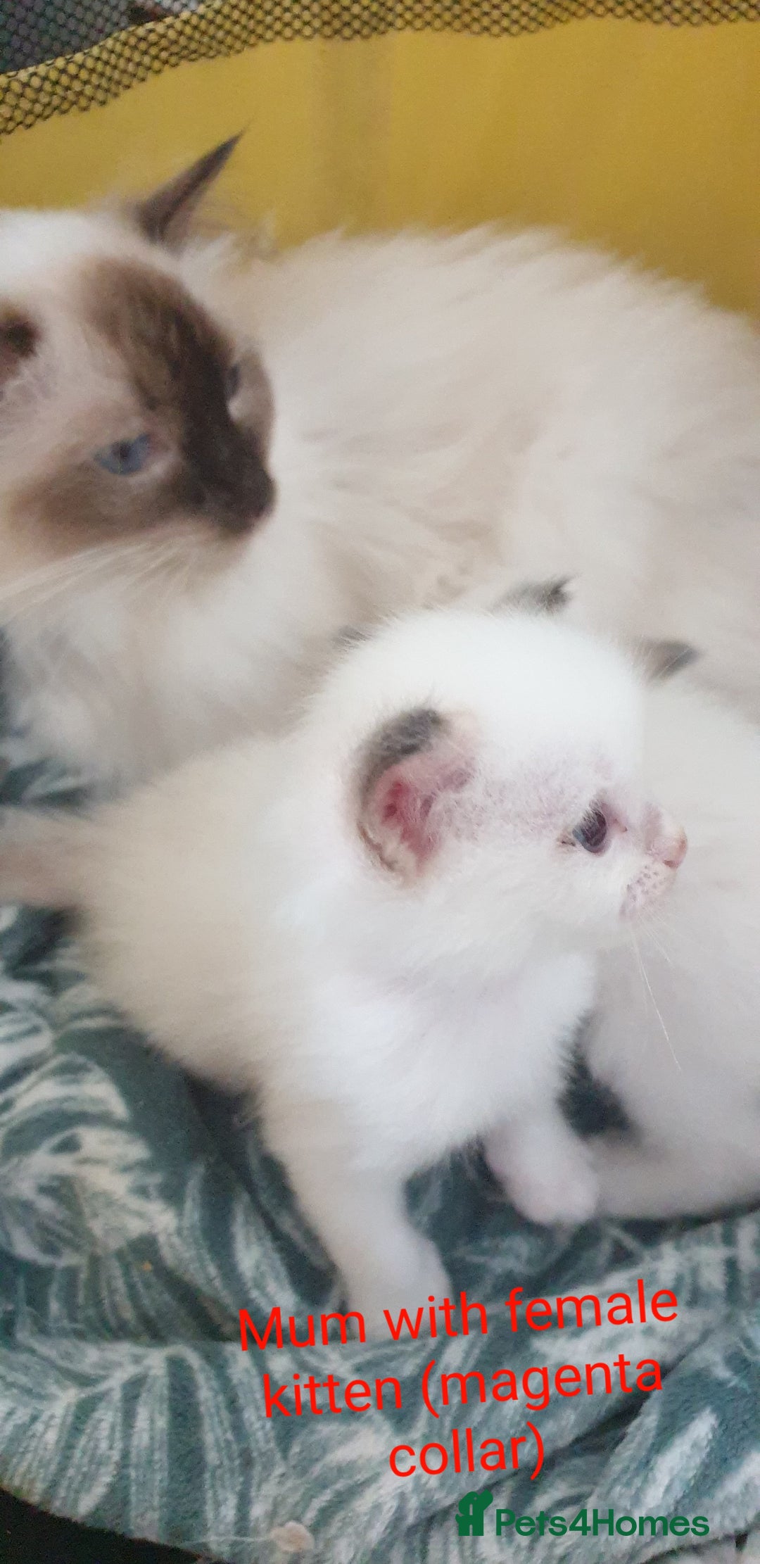 Ragdoll cats for sale: GCCF Chocolate Point with White Bi-color kittensur - Image 12