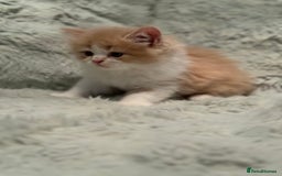 Persian cats for sale: Last stunning persian boy - Image 7