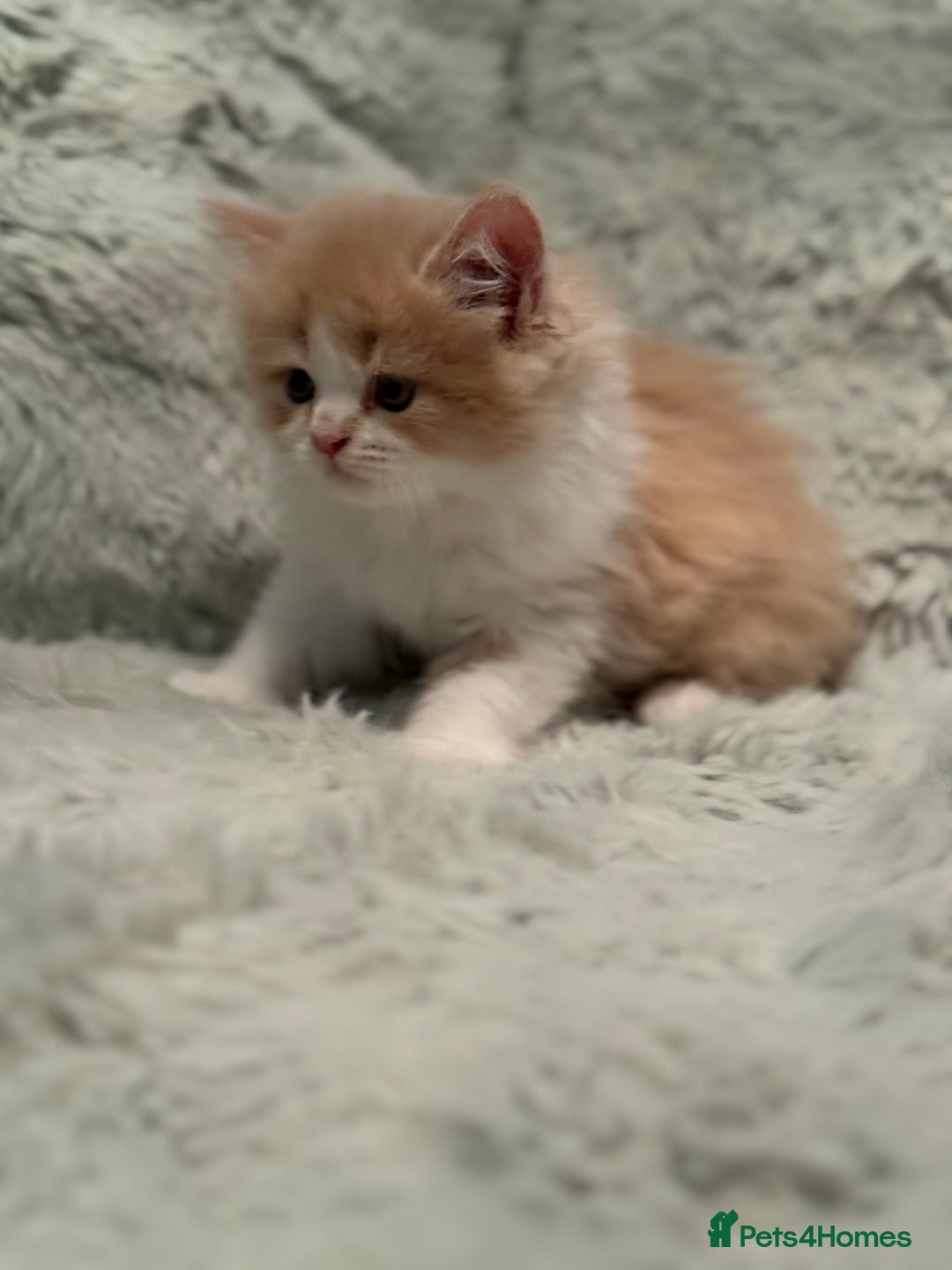 Persian cats for sale: Last stunning persian boy - Image 7