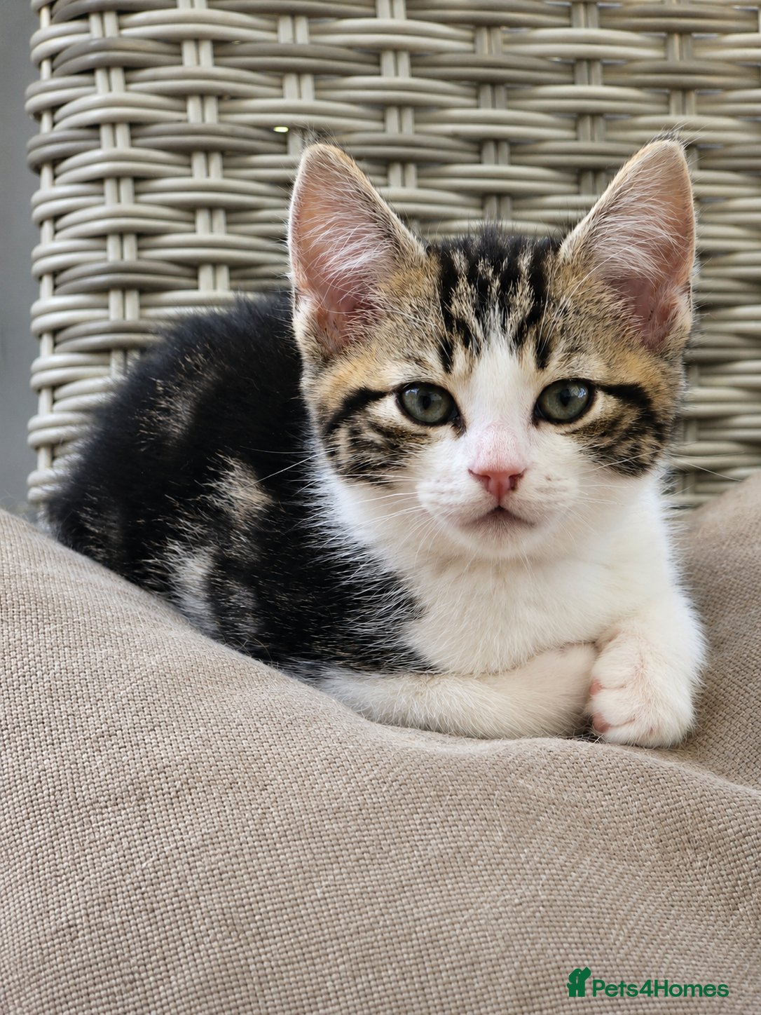 Mixed Breed cats for sale: 5 Beautiful Kittens Who Adore Human Company - Advert 19