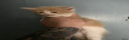 Maine Coon cats for sale: Maine×ragdoll - Advert 17