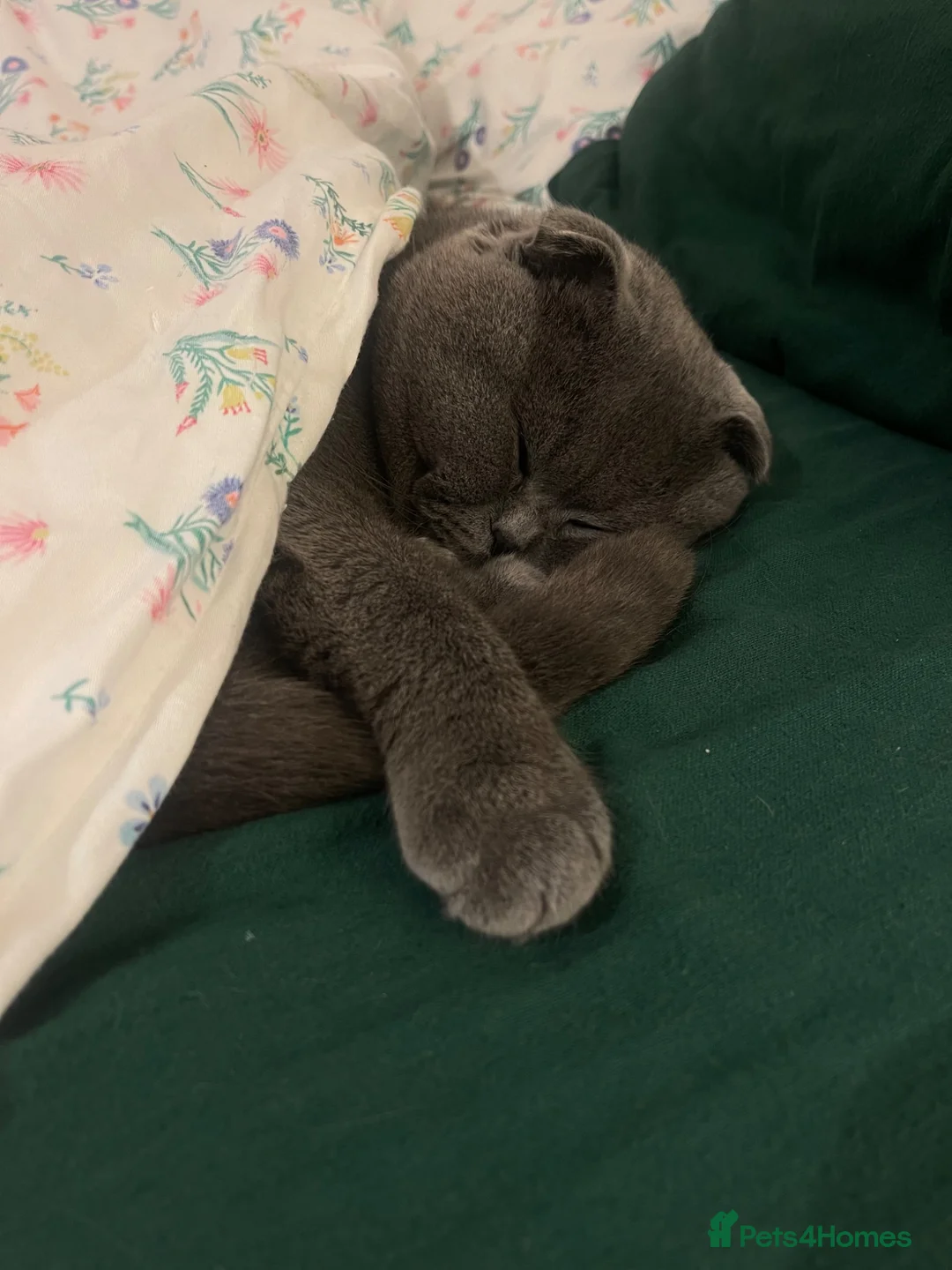Scottish Fold cats for stud: Scottish Fold Grey Stud Male – 2 Years Old - Advert 4
