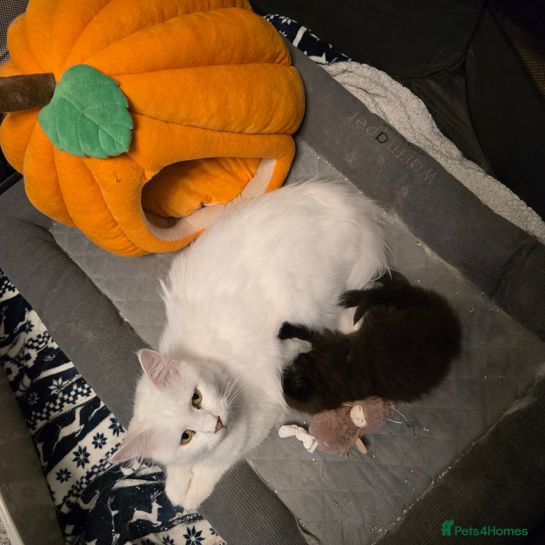 Maine Coon cats for sale: Last gorgeous Maine Coon  - Advert 9