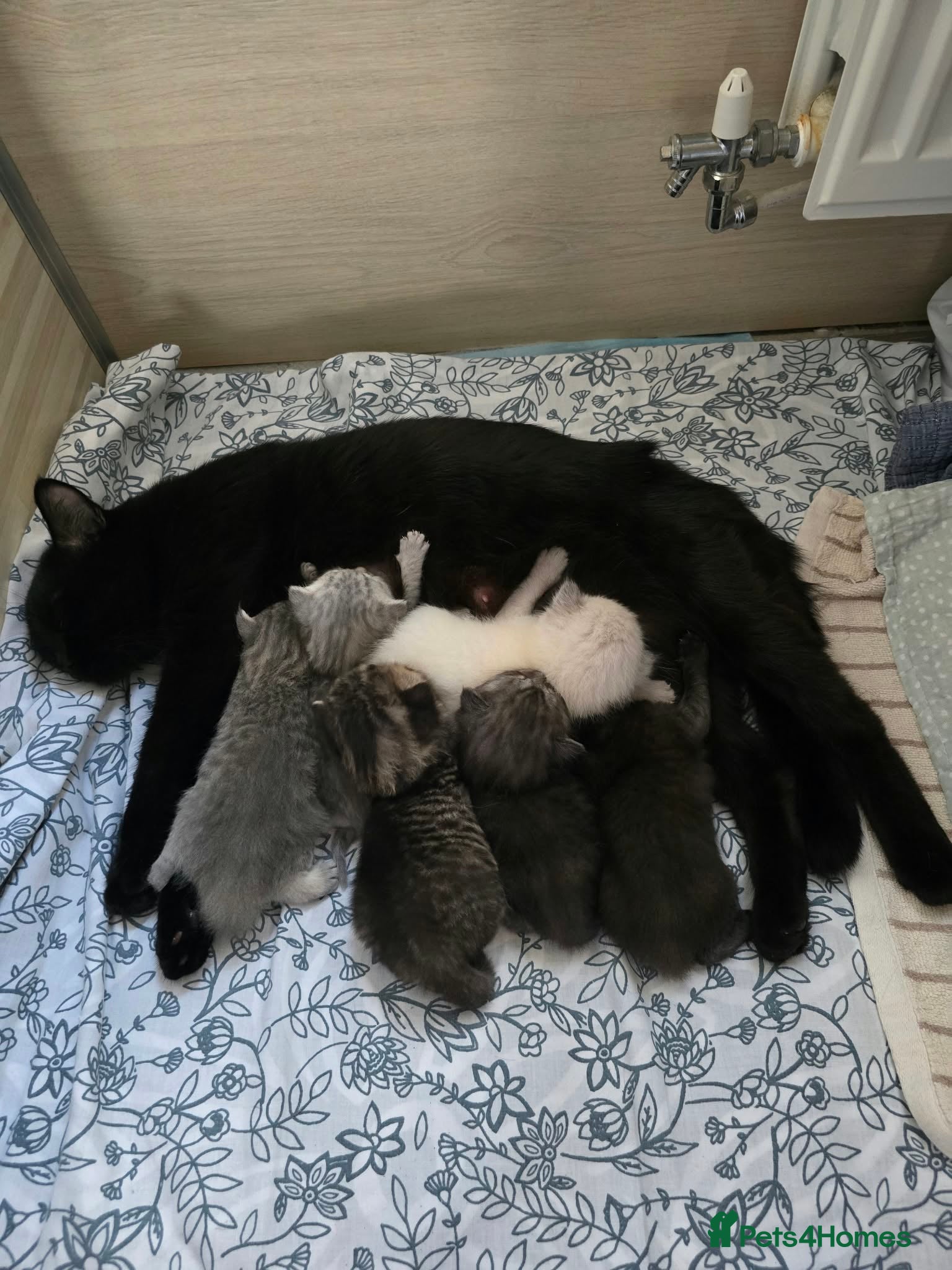 Scottish Fold cats 6 scottish fold kittens born 13.09.2026 - Advert 22