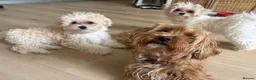 Maltipoo dogs for sale: Toy Size maltipoo boys in London - Advert 11