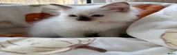 Ragdoll cats for sale: ✨ Beautiful GCCF Ragdoll Kittens from Serenity✨ - Advert 10