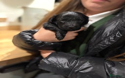 Mixed Breed dogs for sale: Australian Labradoodle Pups. READY 30th October  - Image 26