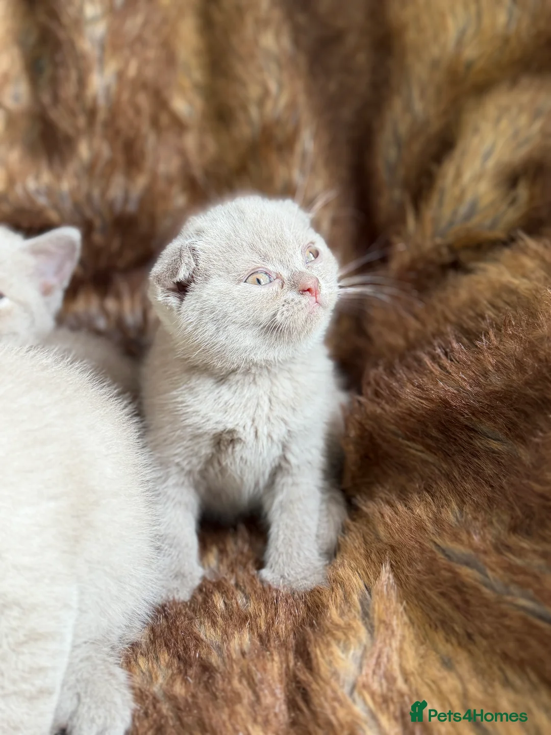 British Shorthair cats for sale: Ready to leave stunning kittens  - Advert 2