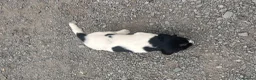 English Springer Spaniel dogs for sale: Working English Springer Spaniel Puppies - Advert 10