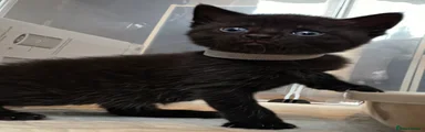 Domestic Shorthair Kitten 2