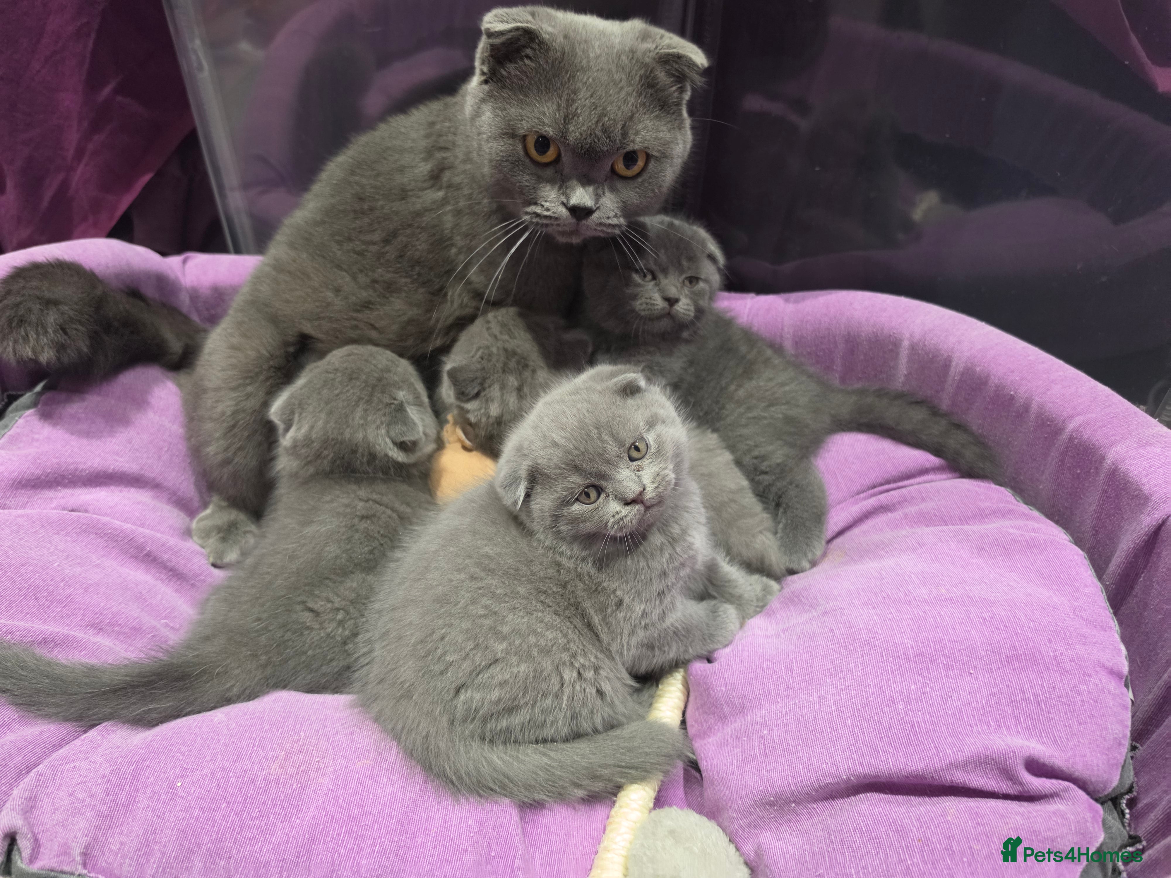 Scottish Fold cats 4 kittens  - Advert 2
