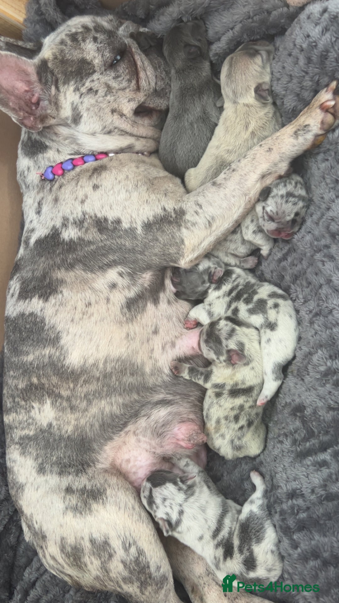 French Bulldog dogs for sale: French bulldog  - Image 10