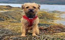 Border Terrier dogs for sale: Pedigree border terrier puppies  - Image 7