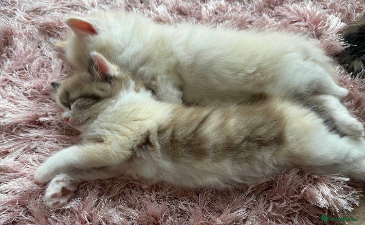 Ragdoll cats - Advert 1