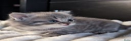 British Longhair cats for sale: 💖💙 BSH and BLH ● TICA & GCCF reg ●  - Advert 24